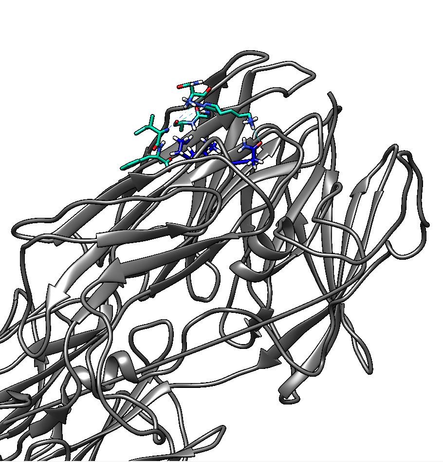 Picture I rendered from UCSF Chimera